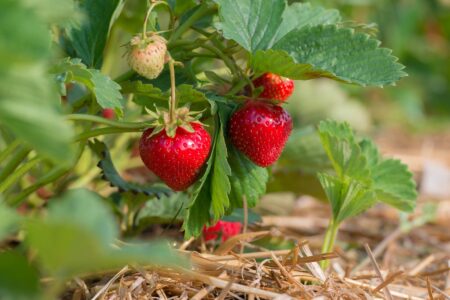 Companion Plants for Strawberries: Asparagus, Rhubarb, and Horseradish Image